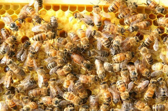 bees-150.jpg