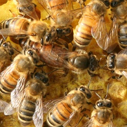 Beekeeping -- New Hive 2006