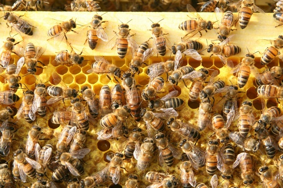 bees-147.jpg