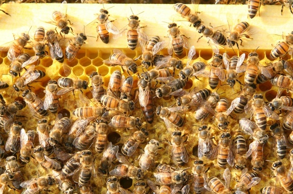 bees-146.jpg