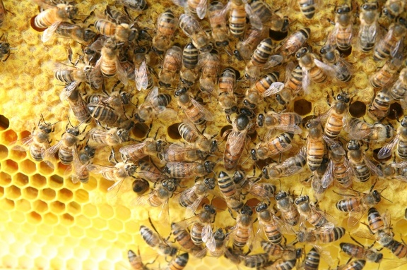 bees-122.jpg