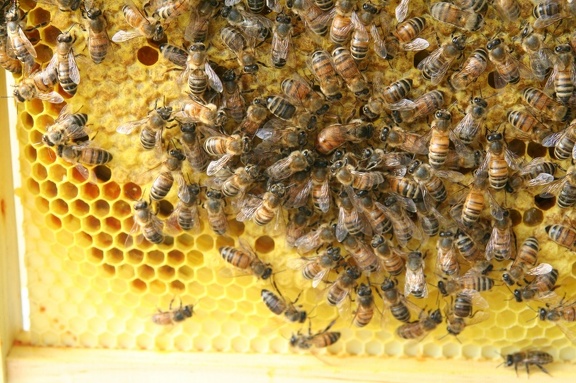 bees-116.jpg