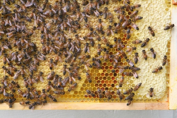 bees-113.jpg
