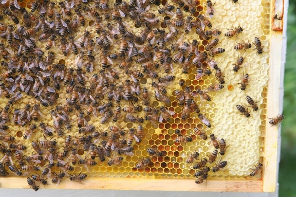 bees-110.jpg