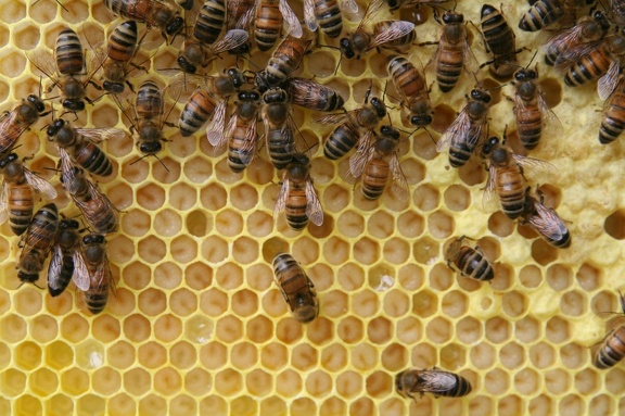 bees-106.jpg