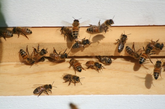 bees-087.jpg