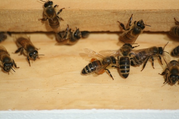 bees-079.jpg