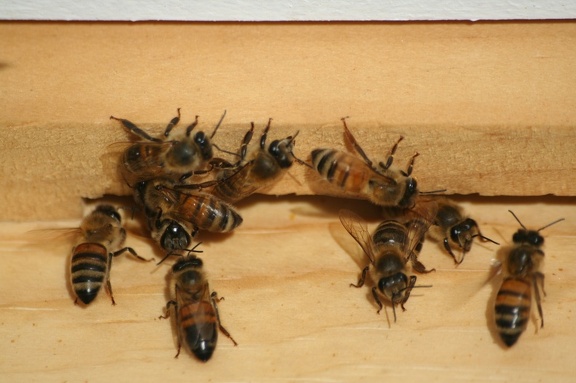 bees-074.jpg