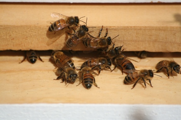 bees-070.jpg