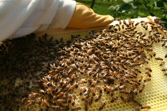 bees-051.jpg