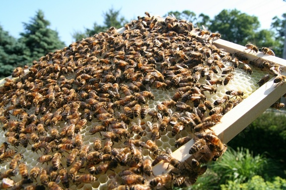 bees-027.jpg