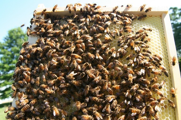 bees-025.jpg